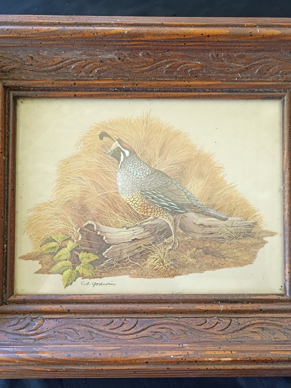 Vintage C.O. Godwin California Quail Print In Deep Wooden Frame Nature Wall Art